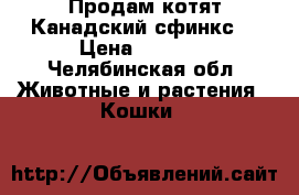 Продам котят Канадский сфинкс  › Цена ­ 5 000 - Челябинская обл. Животные и растения » Кошки   